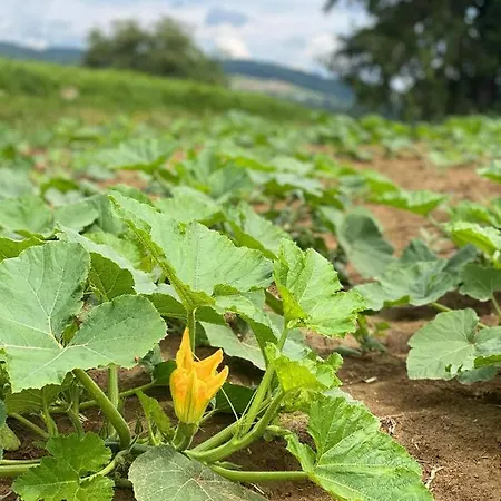 Alojamento de Acomodação e Pequeno-almoço Farmer-rabensteiner