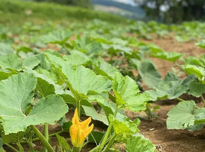 Nocleg ze śniadaniem Farmer-rabensteiner